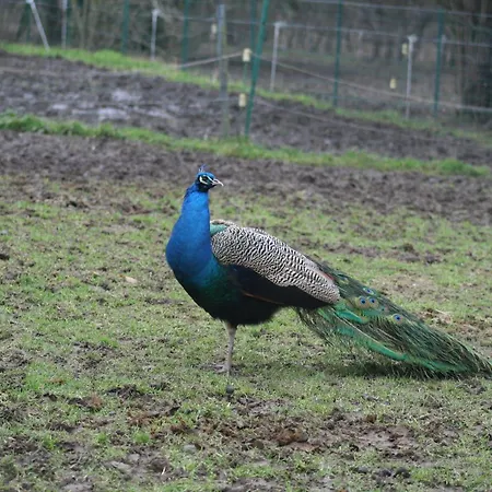 Le Relais De Charlinette Couette-café Boignée