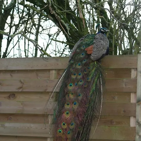 Couette-café Le Relais De Charlinette Boignée