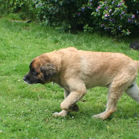 Le Relais De Charlinette Couette-café Boignée